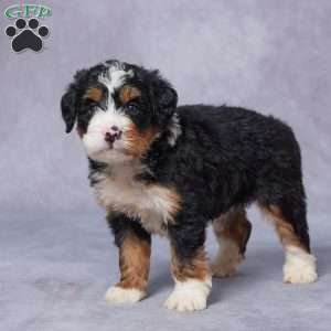 Lily, Mini Bernedoodle Puppy
